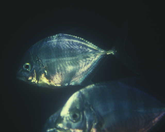 Carangoides coeruleopinnatus